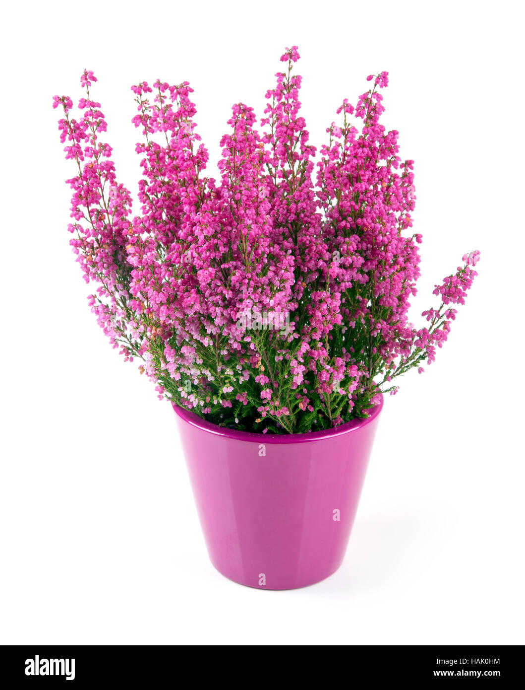 pink heather planted in pot isolated on white Stock Photo