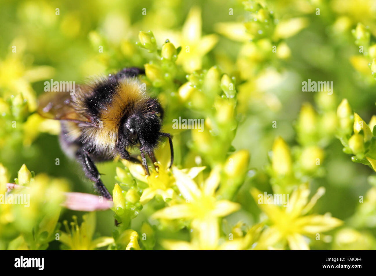 macro shot of bee collects nectar from flowers Stock Photo