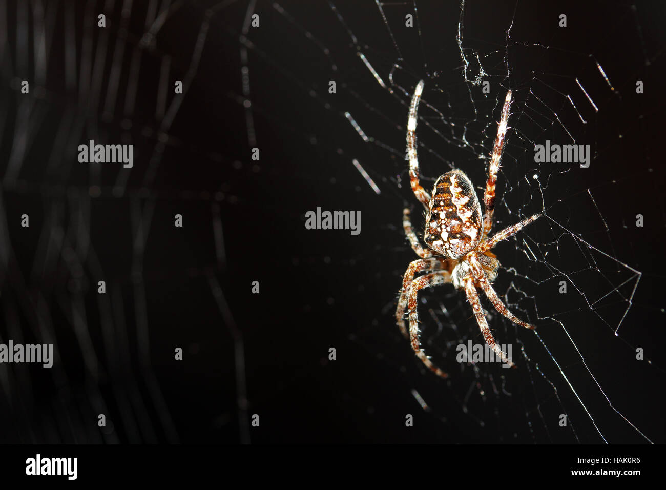 macro shot of spider in web Stock Photo