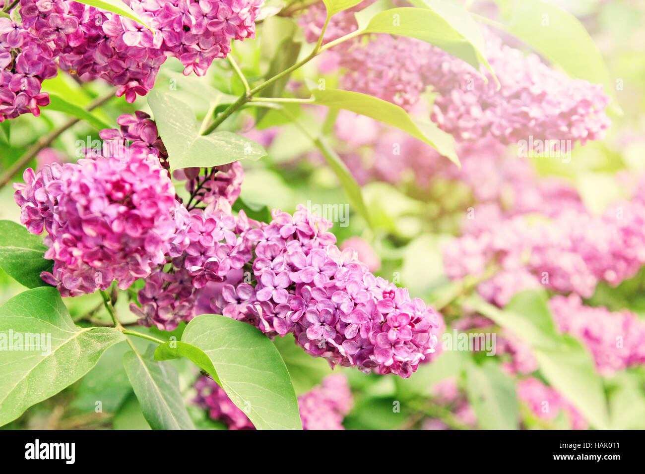 purple lilac branch Stock Photo