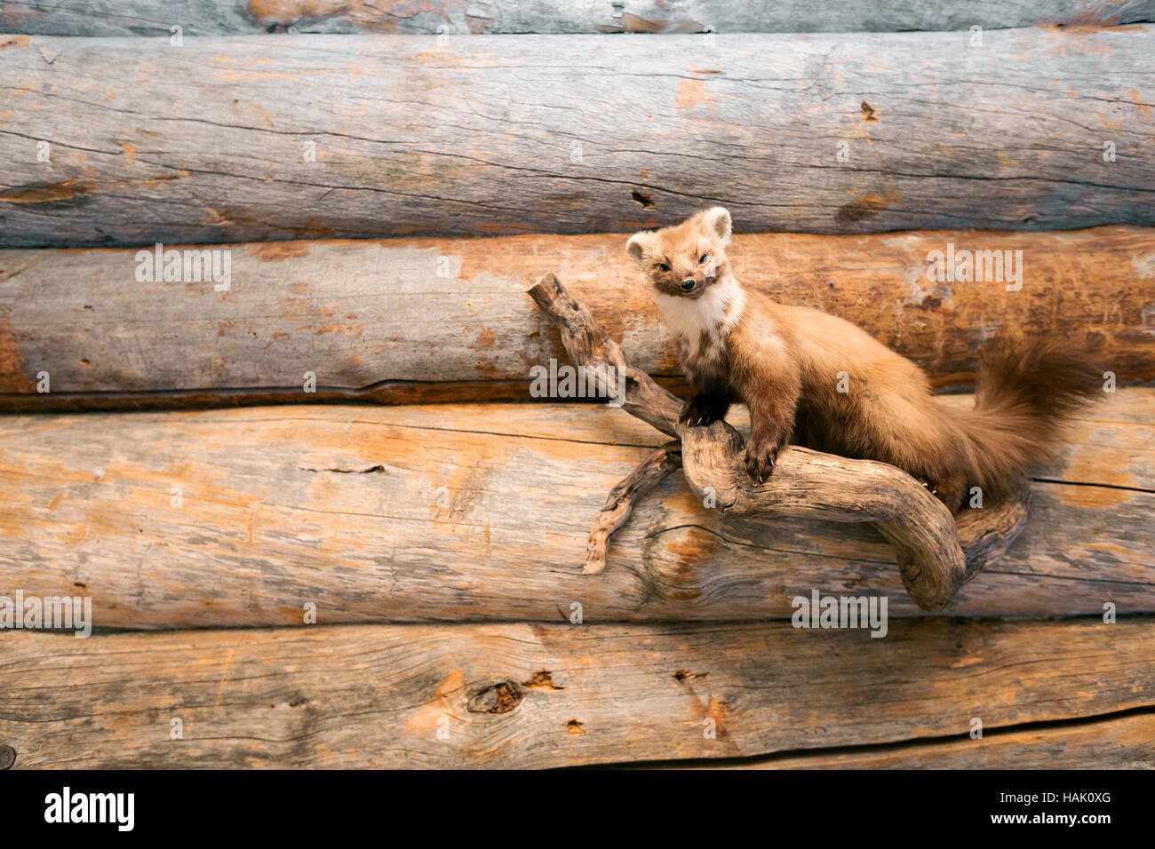 hunting trophy - stuffed marten on wooden wall Stock Photo