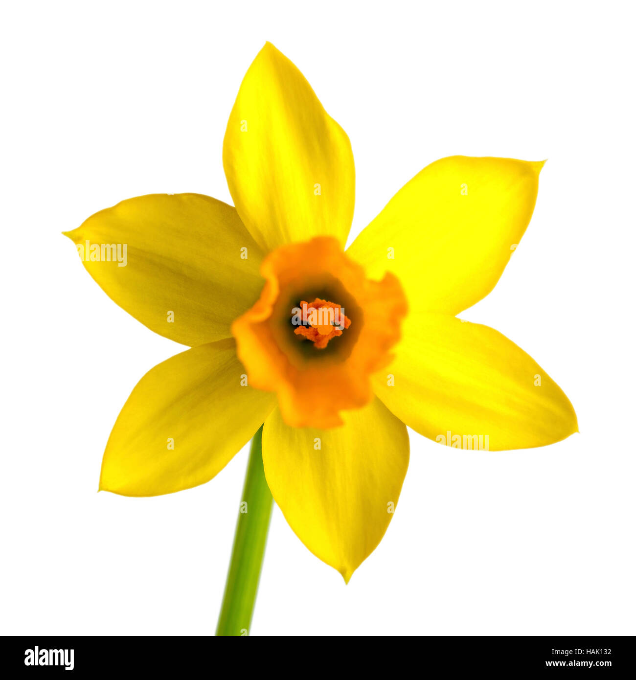 yellow daffodil, narcissus isolated on white background Stock Photo