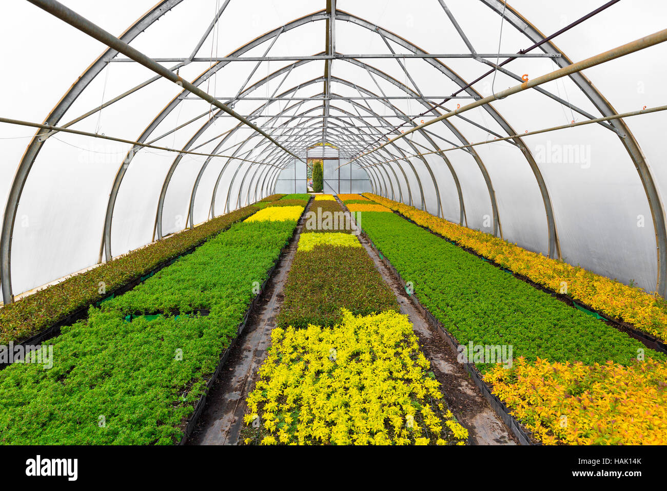 young plants growing in greenhouse at seedling nursery Stock Photo Alamy