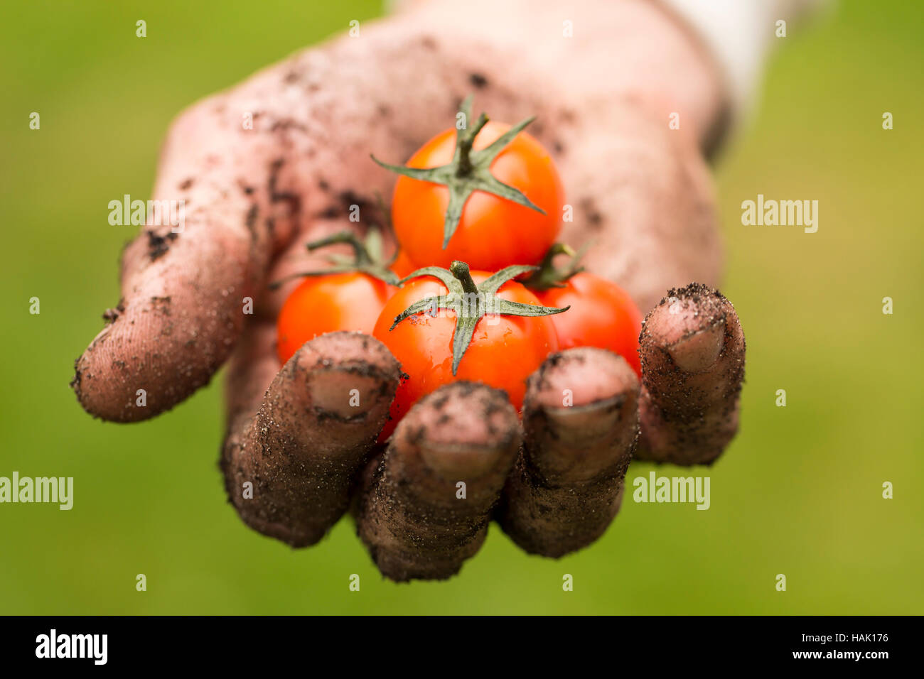 natural food - dirty farmer hand with fresh tomatoes Stock Photo