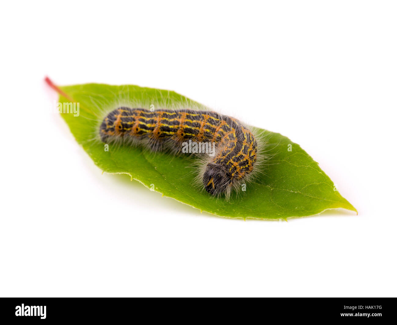 hairy caterpillar worm on green leaf Stock Photo
