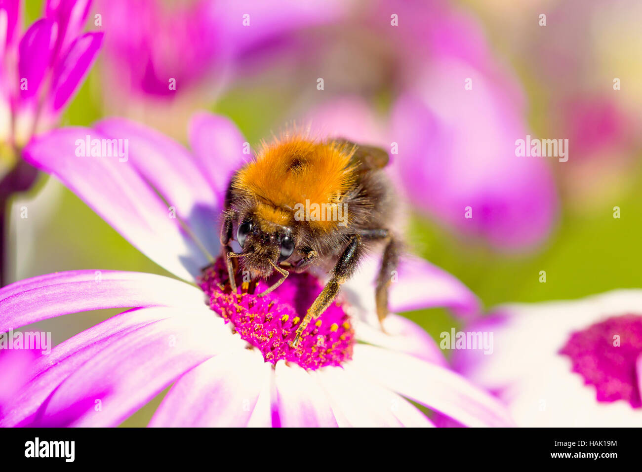 macro shot of bee on flower Stock Photo