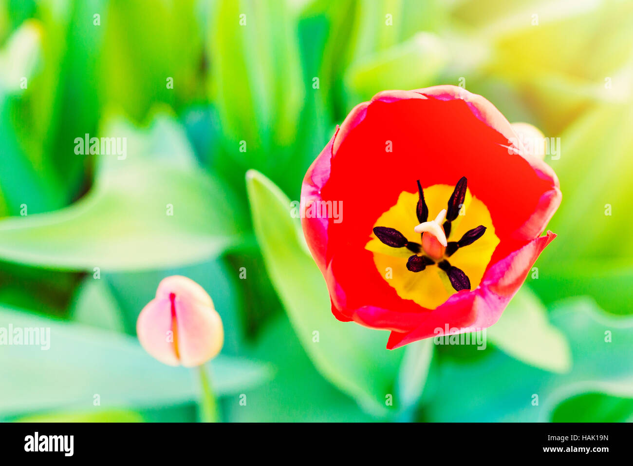 red tulip flower blossom with copy space Stock Photo