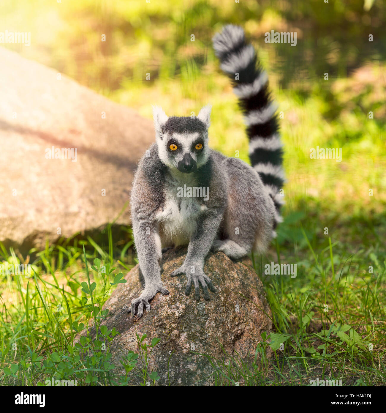 ring tailed lemur sitting on the rock Stock Photo