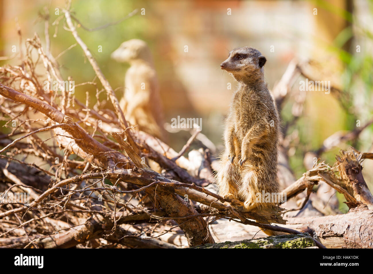 meerkat suricate Stock Photo