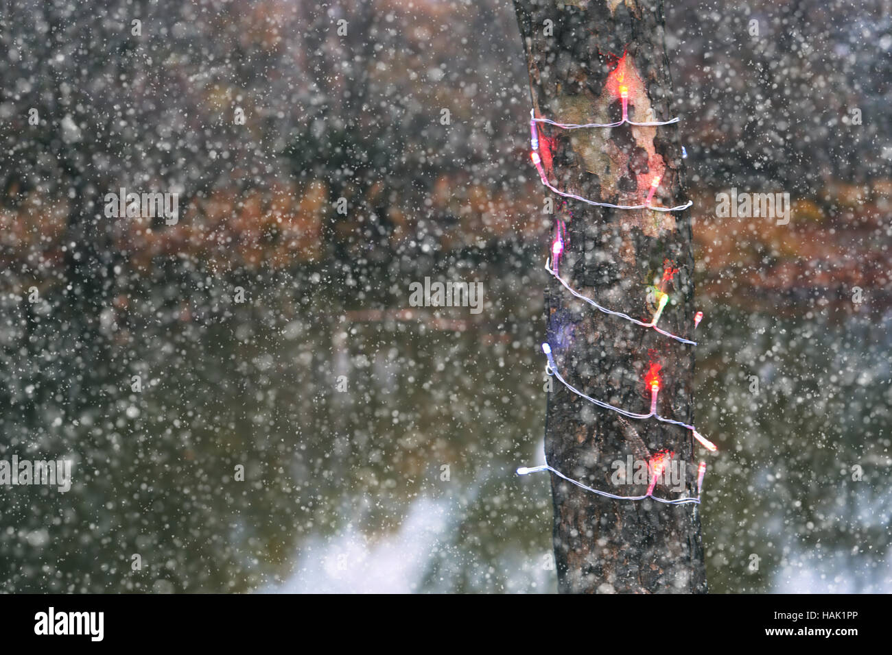 Tree trunk holiday lights hires stock photography and images Alamy