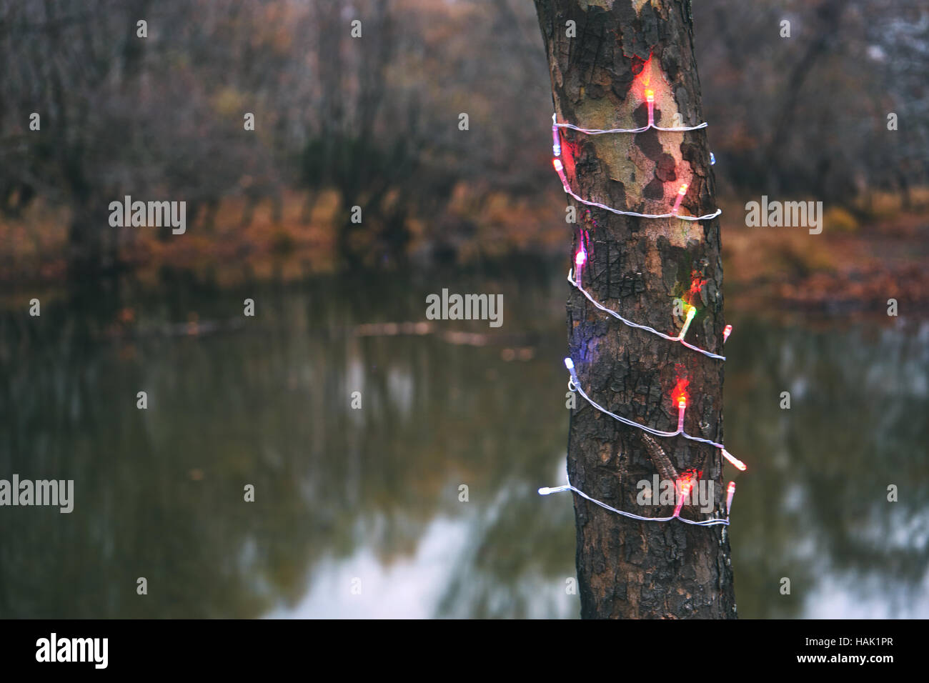 Tree trunk holiday lights hires stock photography and images Alamy