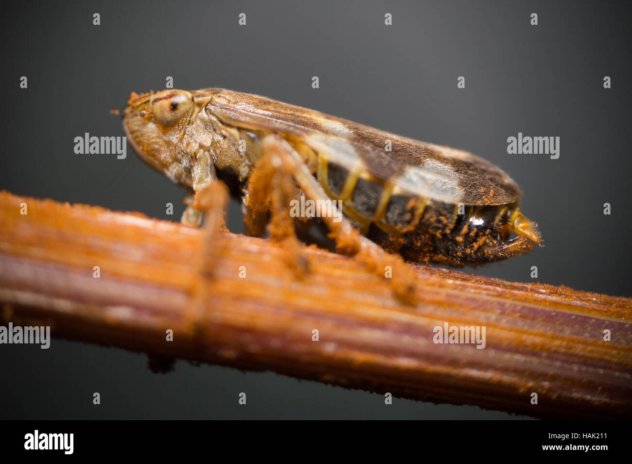 A close-up of a Froghopper on a plant stem. Stock Photo
