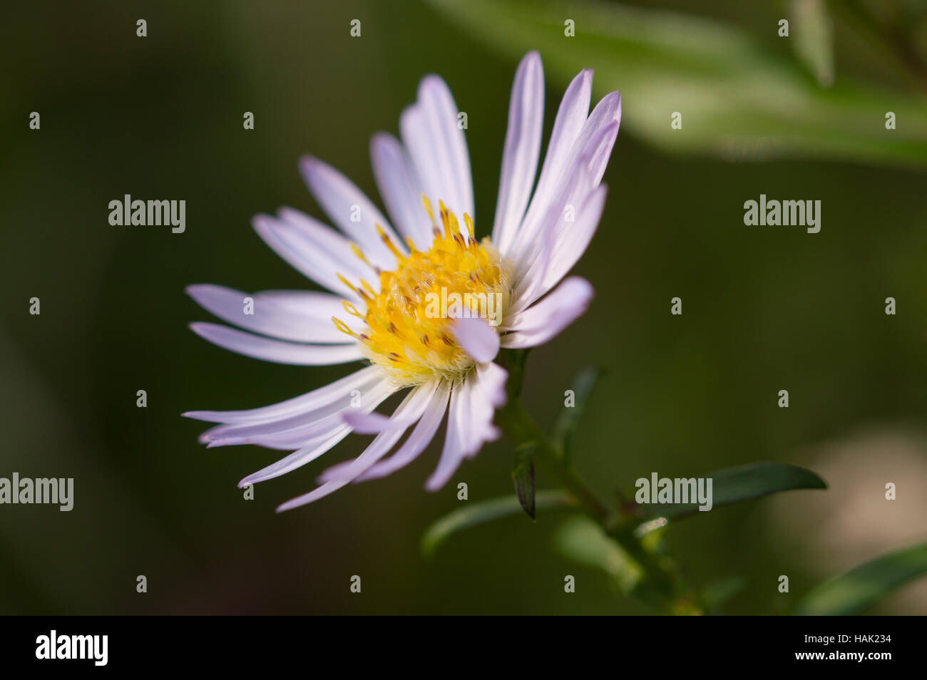 A closeup of an Aster flower Stock Photo Alamy