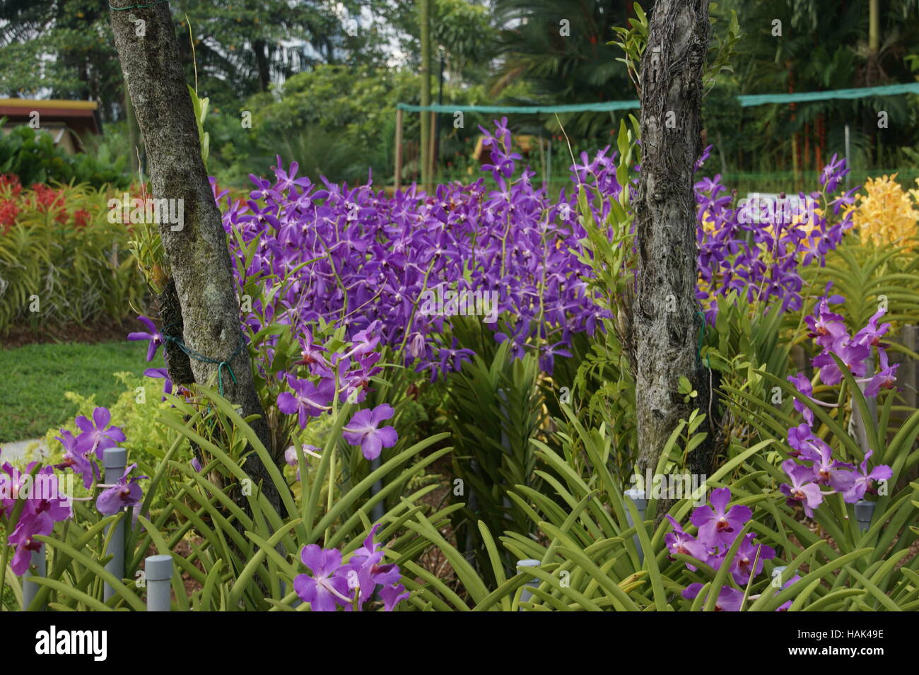 Vanda Orchids. Orchid Park. Taman Orkid. Kuala Lumpur, Malaysia Stock Photo