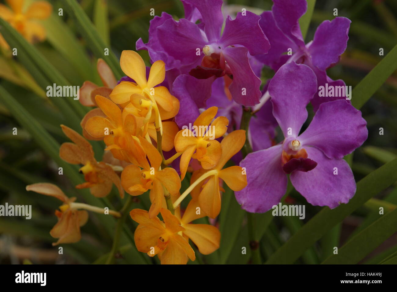 Vanda Orchids. Orchids. Orchid Park. Taman Orkid. Kuala Lumpur, Malaysia Stock Photo