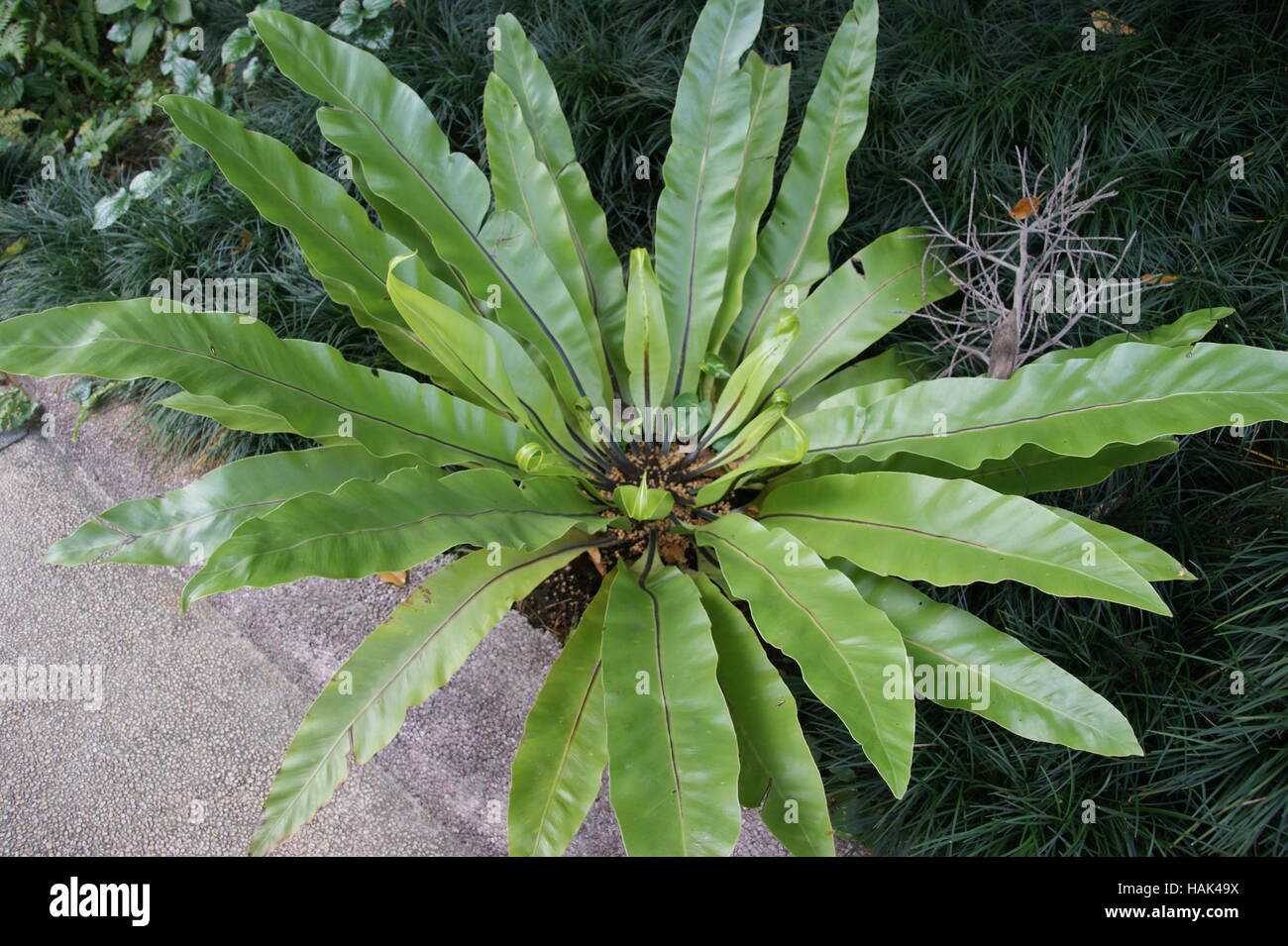 Asplenium nidus, bird'snest fern, nest fern Stock Photo Alamy