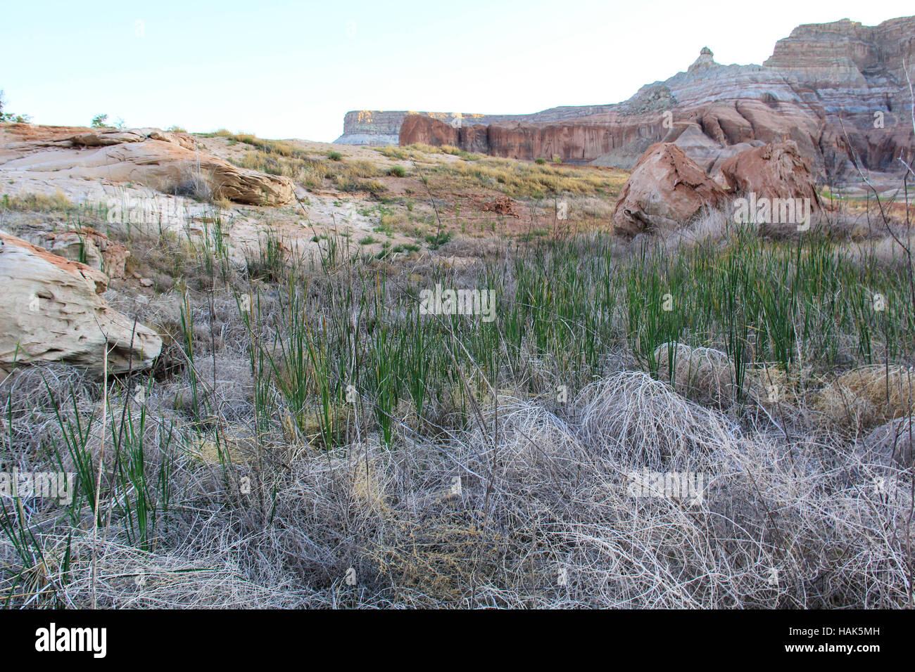 Desert ecosystem hi-res stock photography and images - Alamy