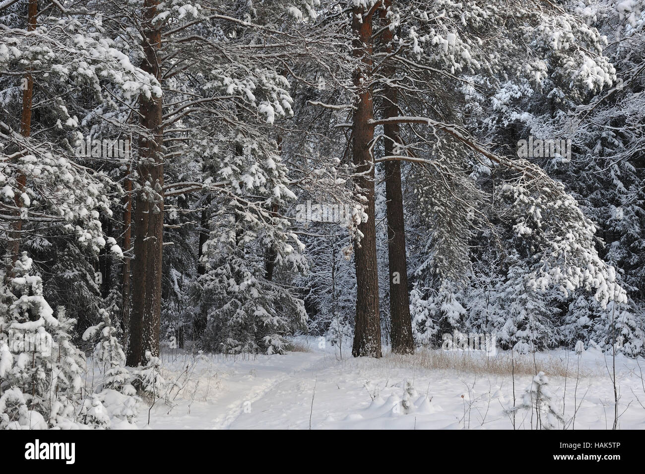 wintry snow covered forest view Stock Photo - Alamy