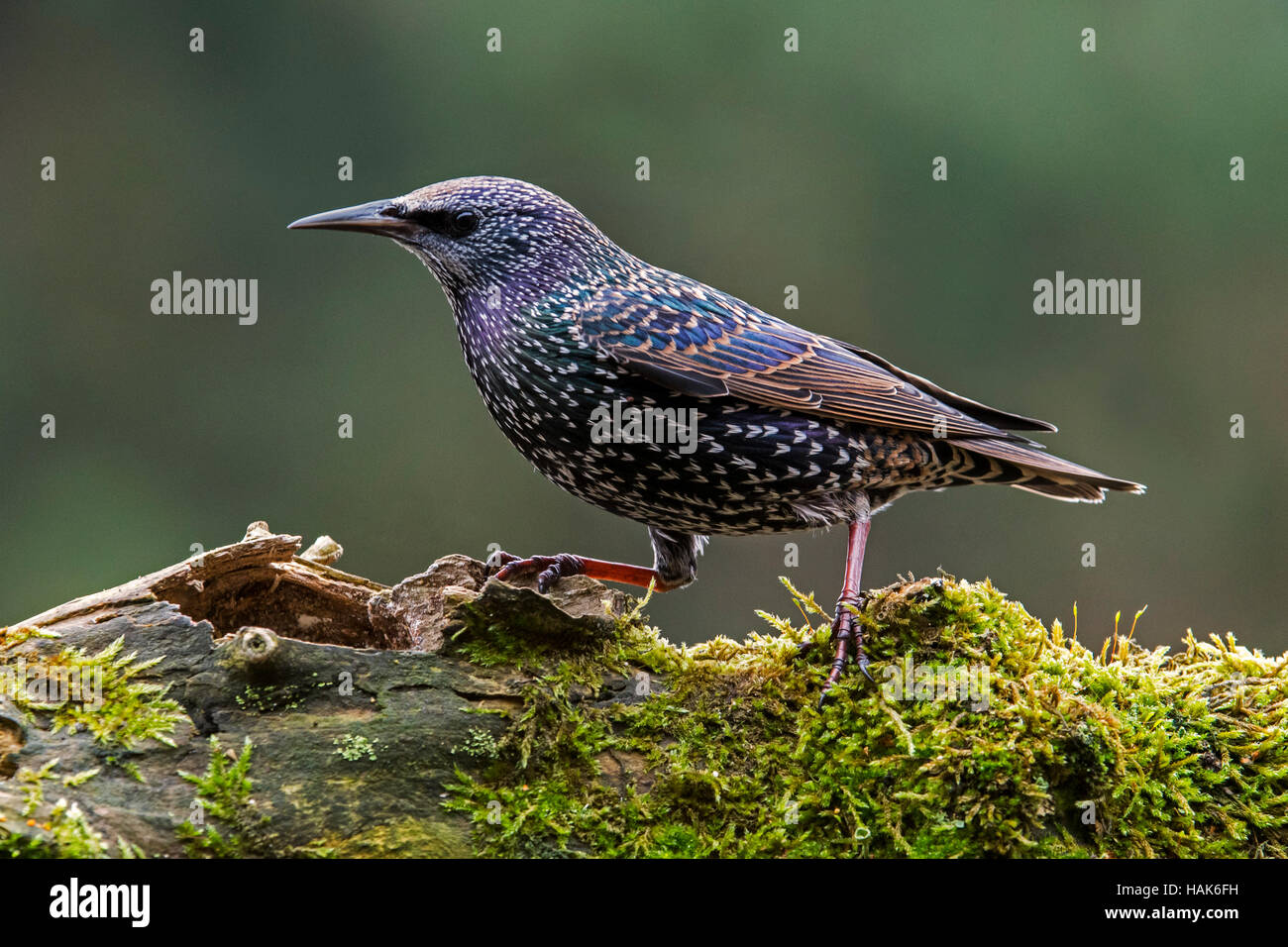 Common starling / European starling (Sturnus vulgaris) perched on moss covered branch Stock Photo