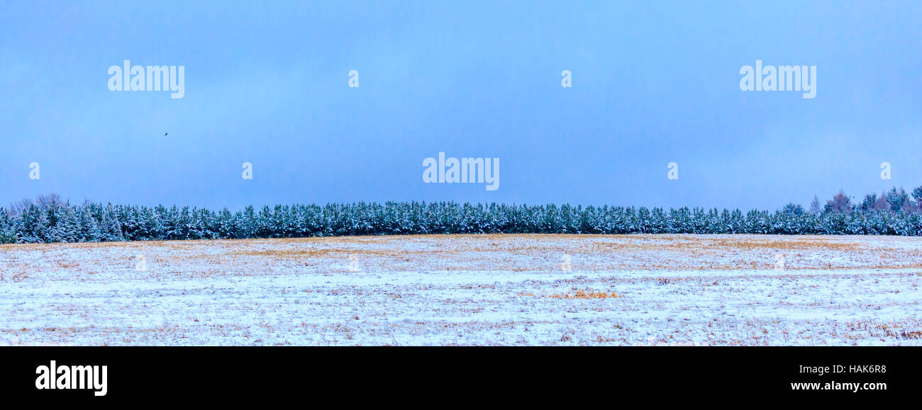 Panoramic photo of pine trees in snow Stock Photo - Alamy