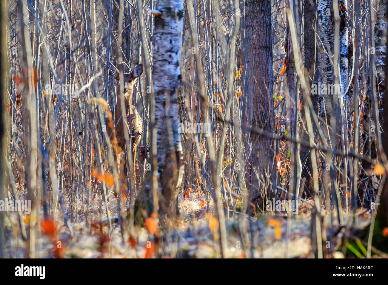 White taileddeer hiding in a thick patch of woods Stock Photo Alamy