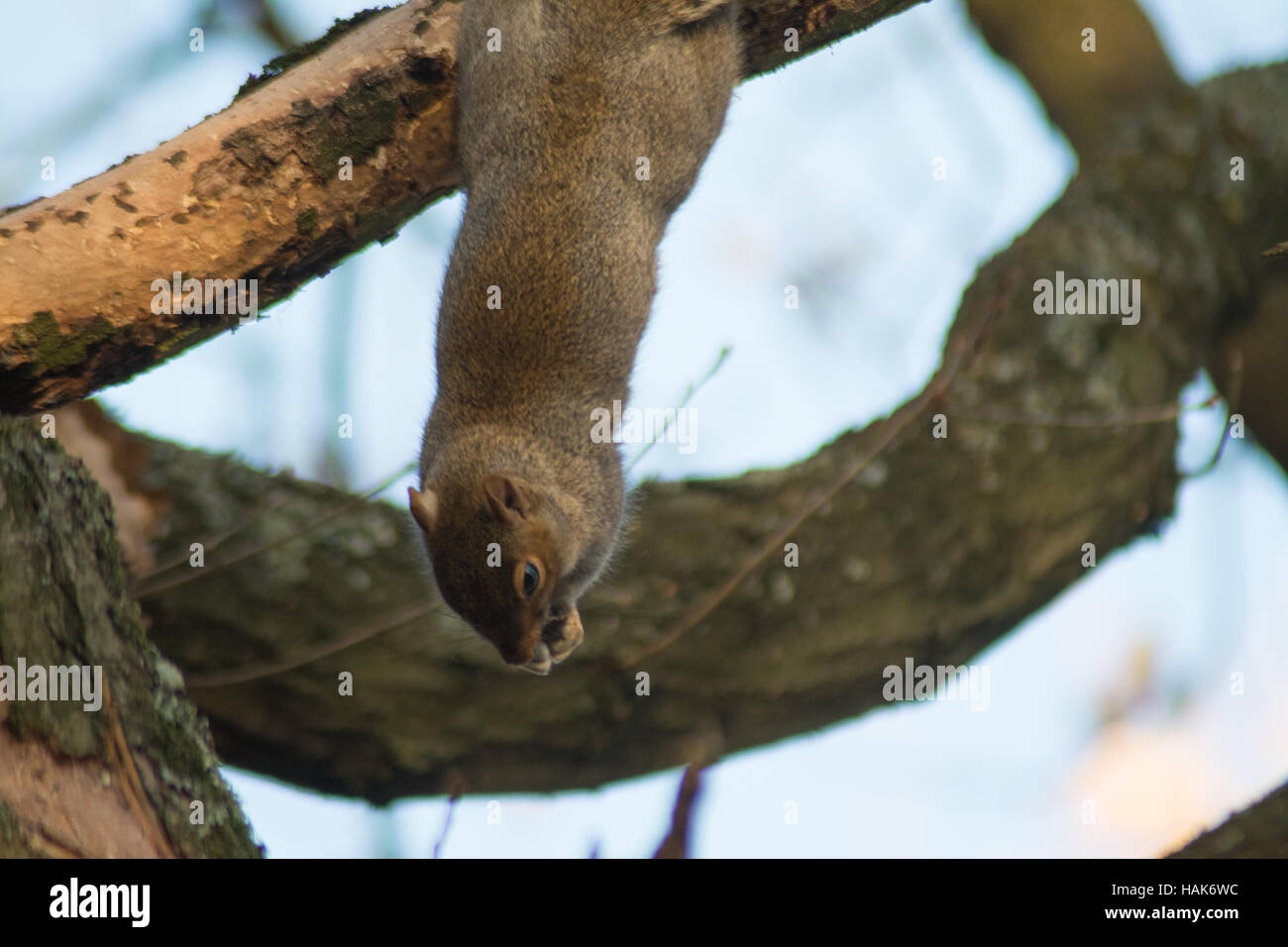 Acrobatic grey squirrel (Sciurus carolinensis) eating bark whilst