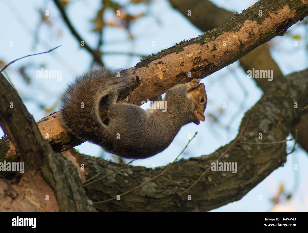 Acrobatic Grey Squirrel Sciurus Carolinensis Eating Bark Whilst Hanging From A Tree Branch Stock Photo Alamy