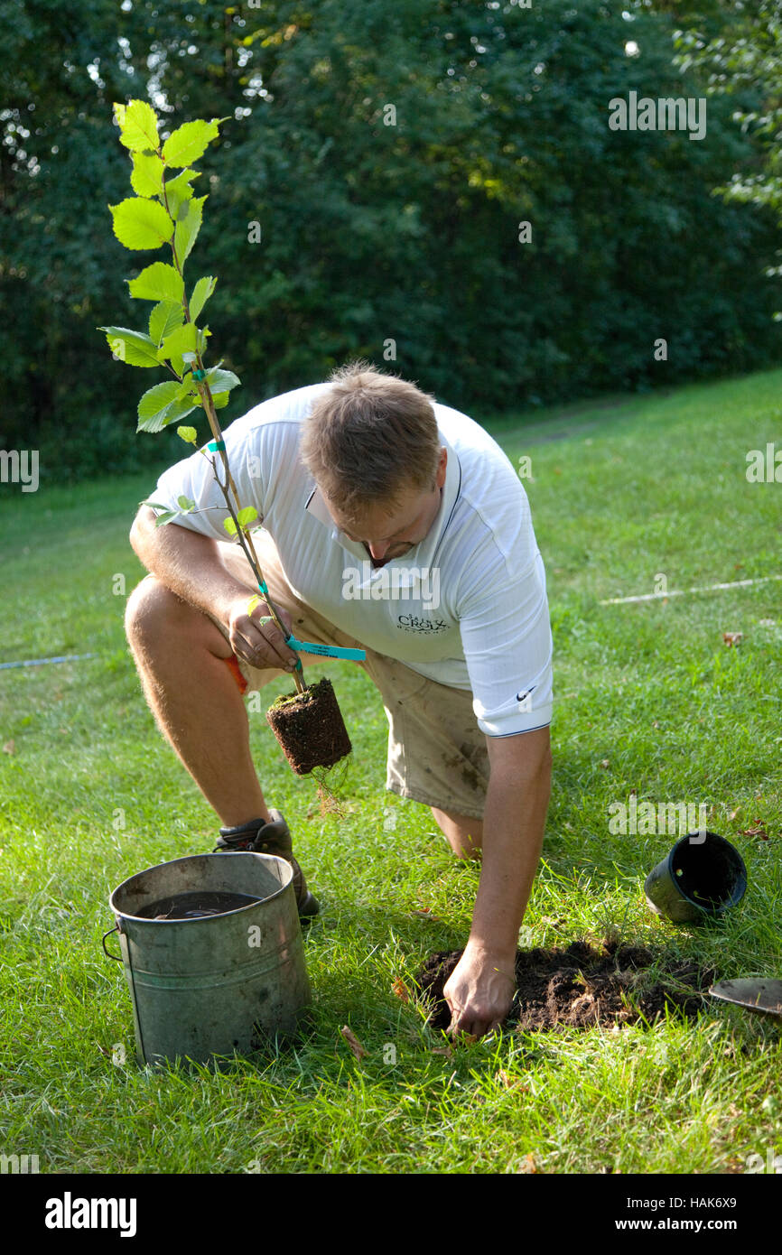 Man age 42 planting a small deciduous tree in the ground. Clitherall Minnesota MN USA Stock