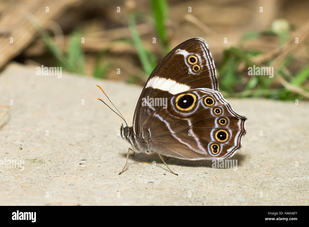 Banded Tree Bug Banded Tree Brown - Female Stock Photo - Alamy