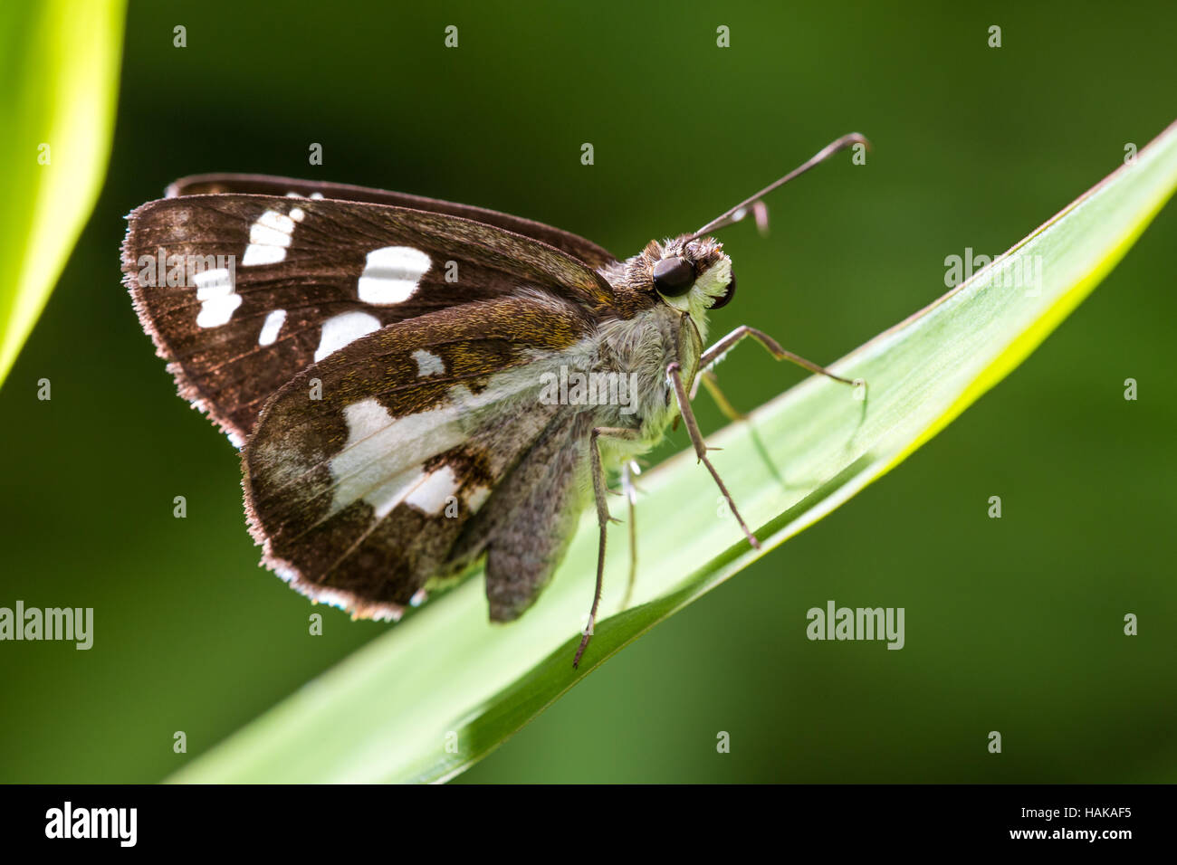 Portrait of butterfly - Grass Demon Stock Photo