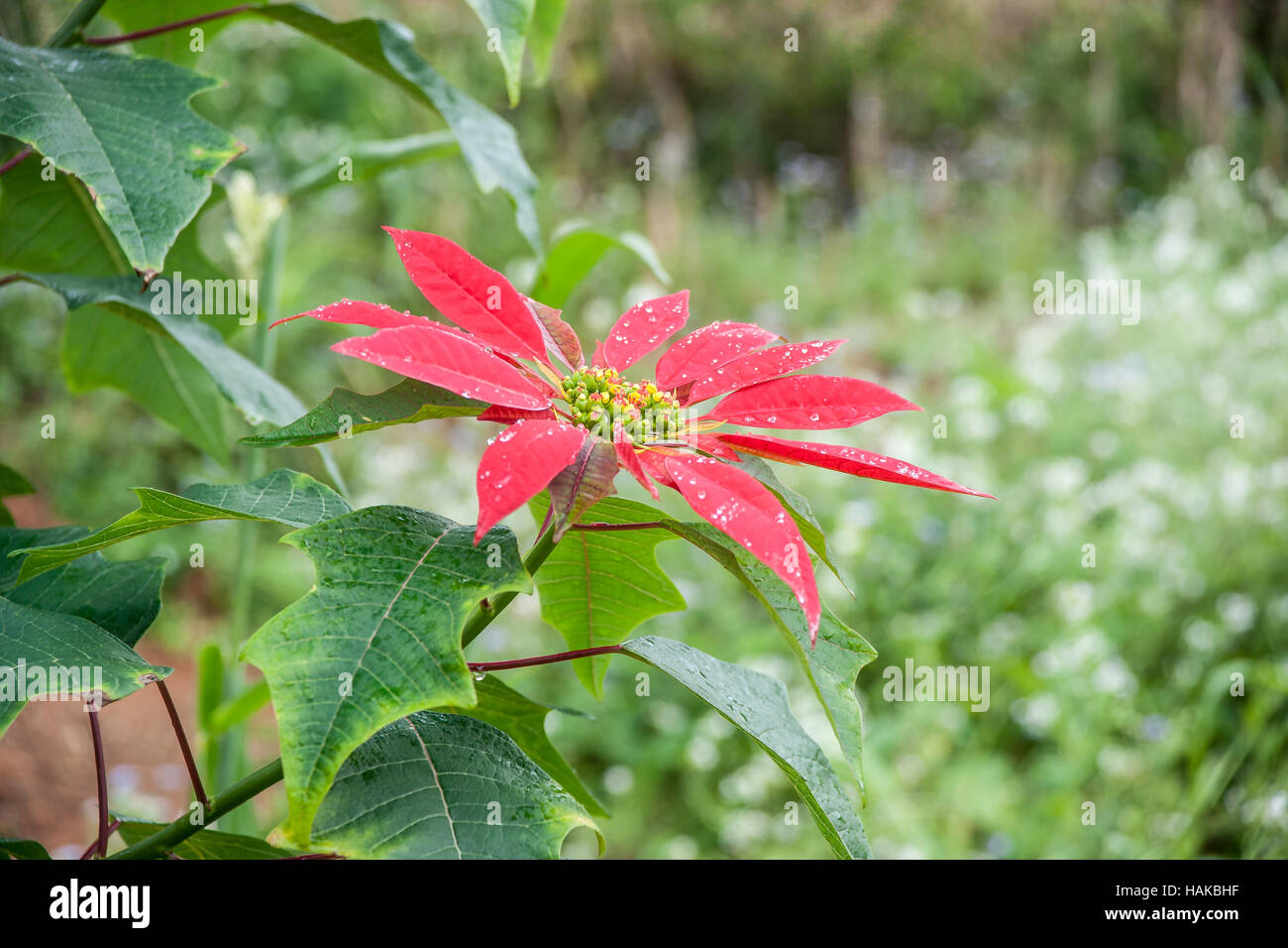 Big red flower of poinsettia Stock Photo