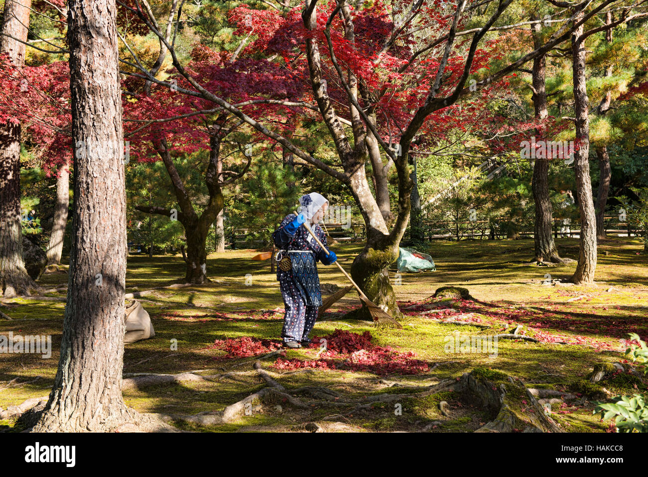 Raking leaves at Kinkaku-ji Temple (Golden Pavilion), Kyoto, Japan Stock Photo