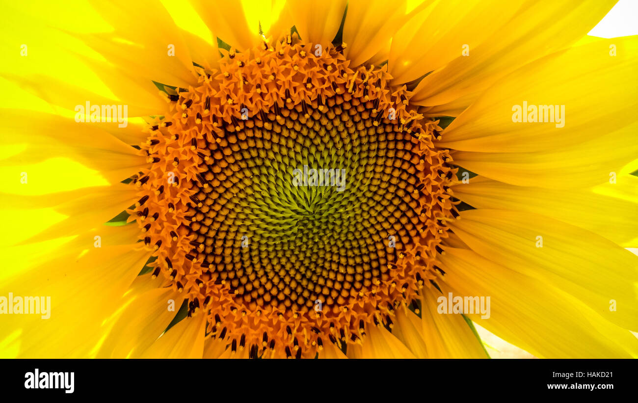 Sunflower close up with copy space, horizontal Stock Photo - Alamy
