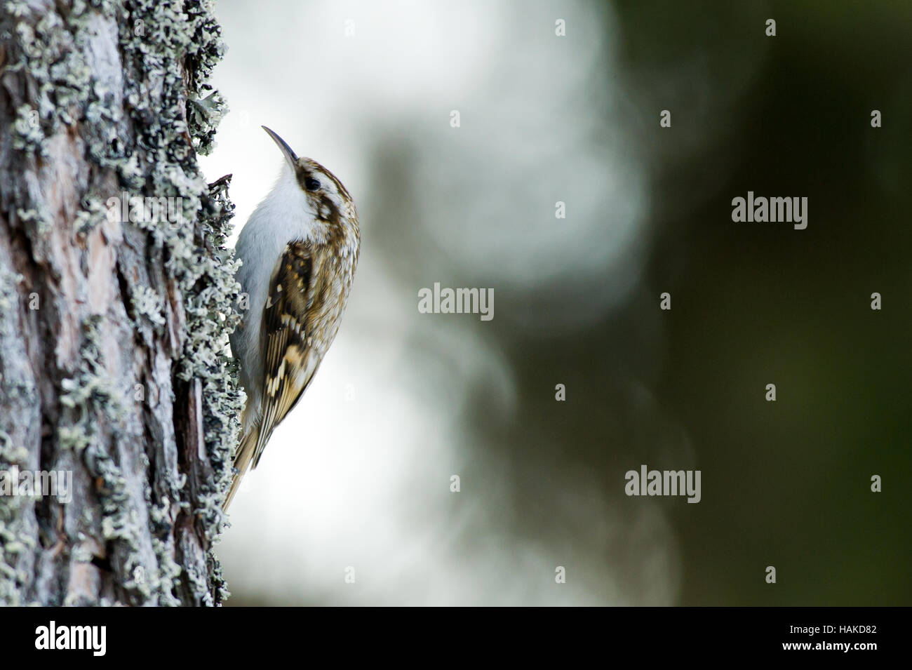 The tree-creeper searching for food with its long and thin bill under the lichen and the pine bark, de-focused background Stock Photo