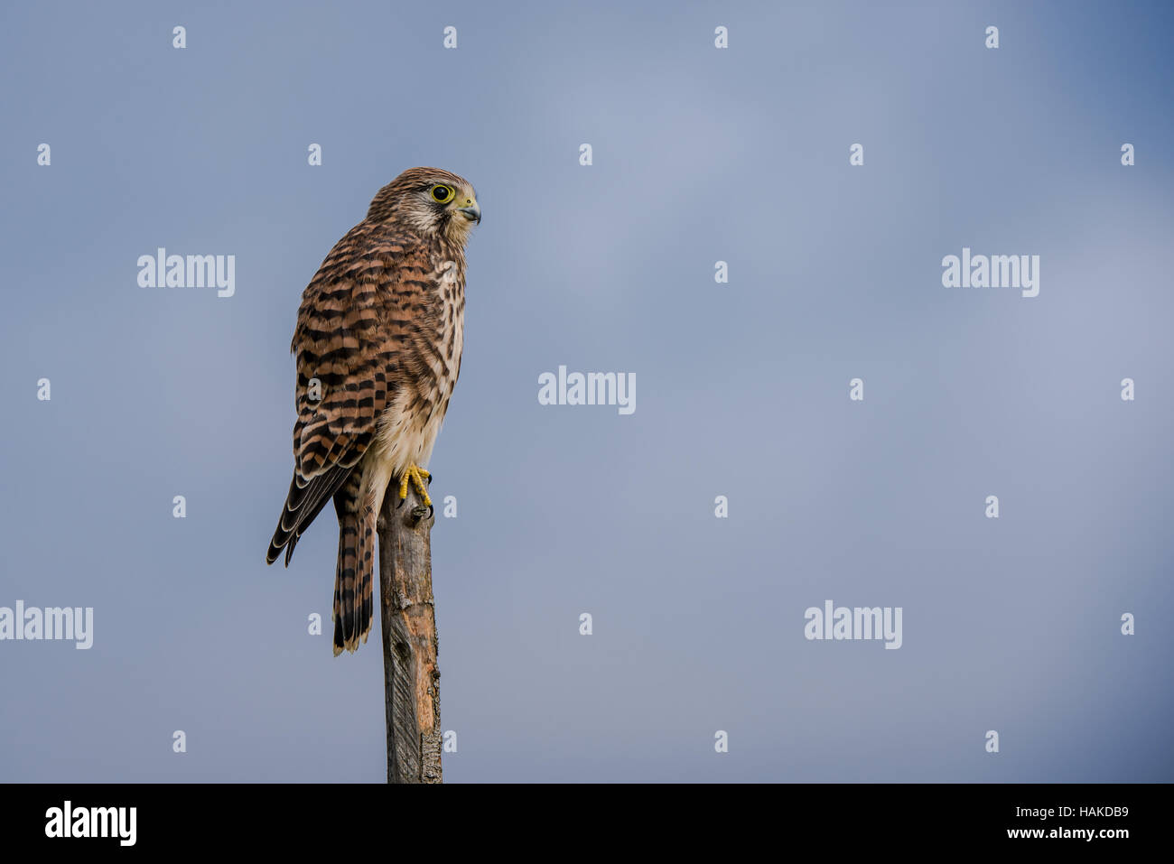 The beautiful kestrel (Falco tinnunculus) in an usual position when hunting for vole, on top of a roundpole fence Stock Photo