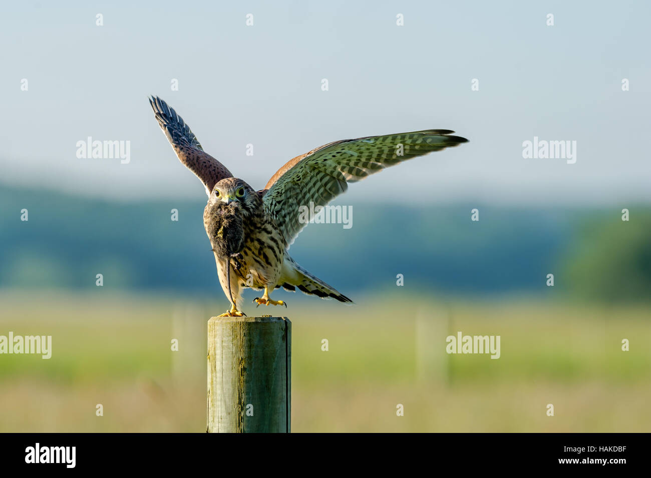 The beautiful juvenile kestrel (Falco tinnunculus) ready to fly with the latest capture, a vole, in the beak. Stock Photo