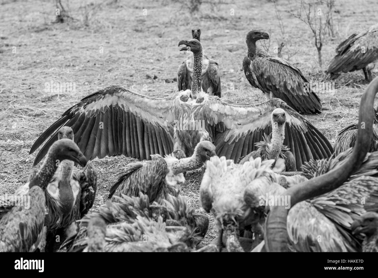 Vultures on carcass of Kudu Stock Photo