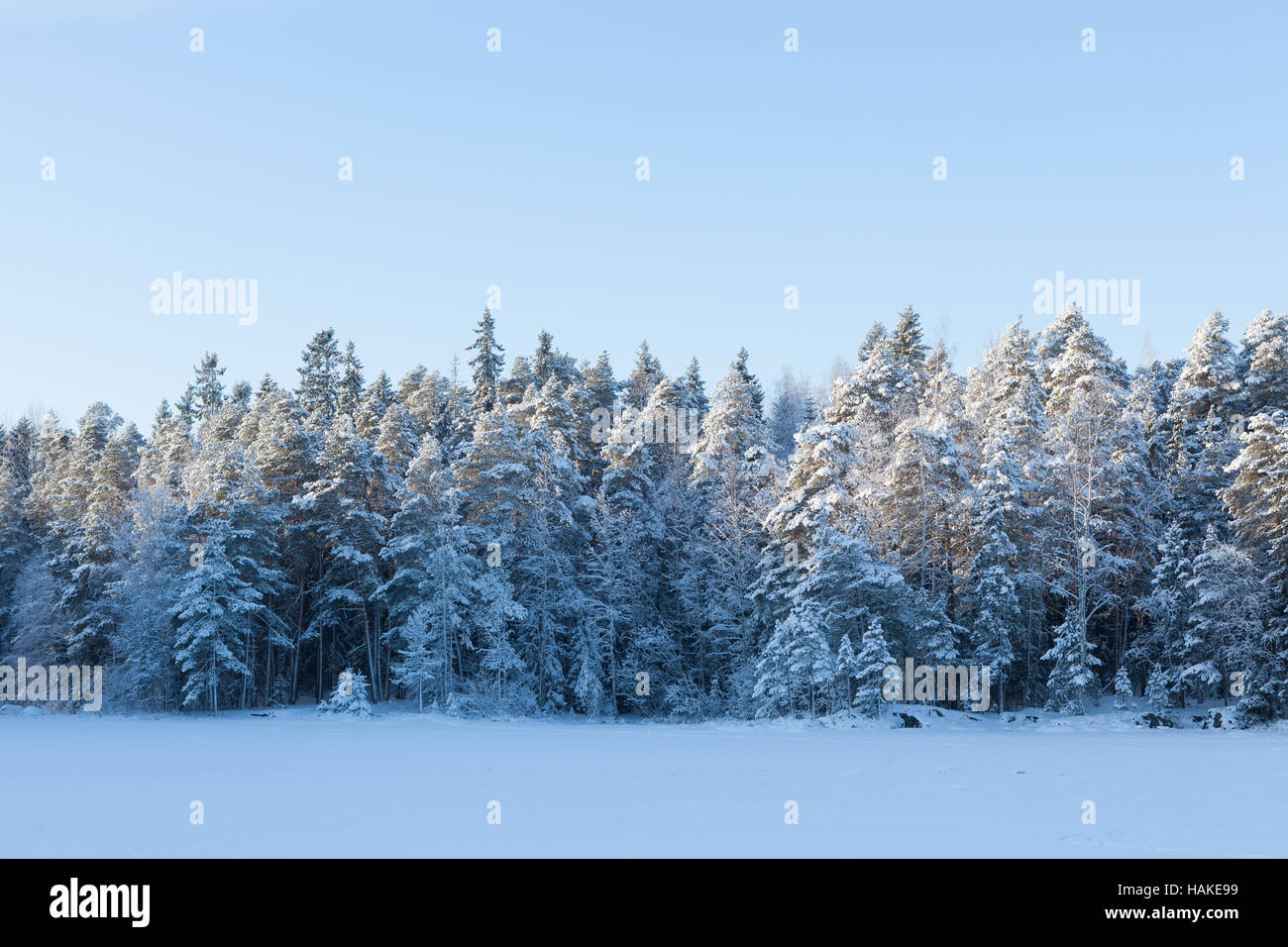 Frozen lake and snow covered forest Stock Photo - Alamy