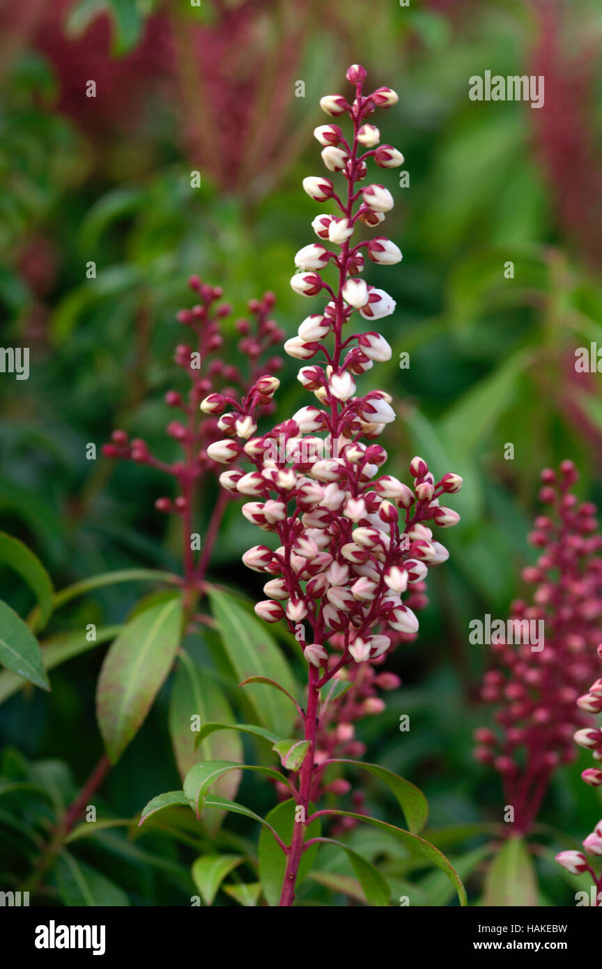 insect control for plants Damn Bug! Indoor Plant Pest Spray