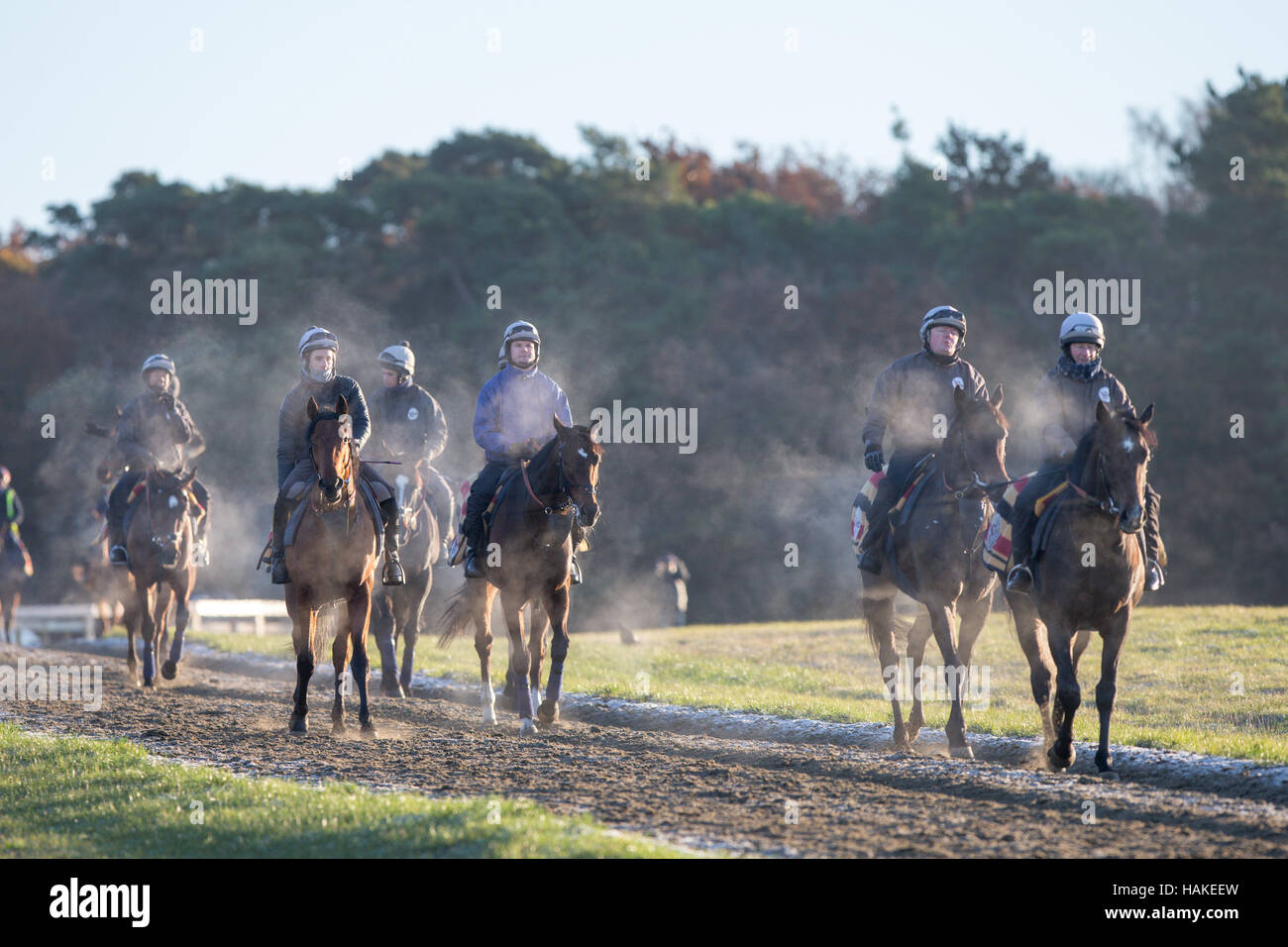 Race horses out at sunrise on Newmarket Gallops in Suffolk on Thursday morning (Jan 5th) after the coldest night of the winter. Stock Photo