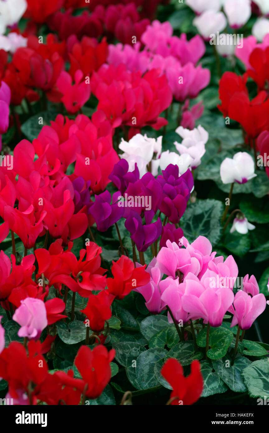 Mixed coloured Cyclamen persicum in a group Stock Photo