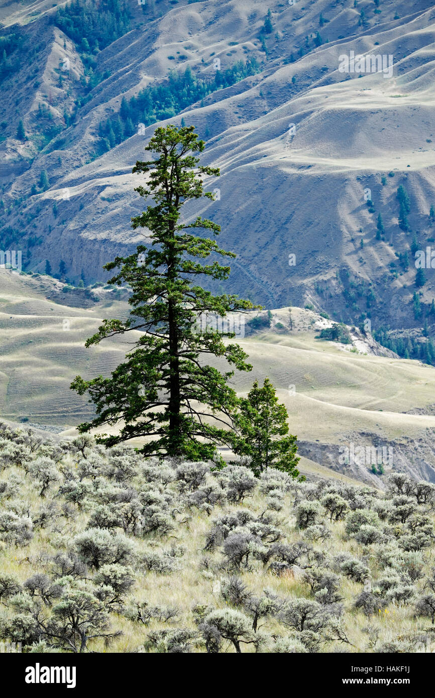 Evergreen trees on rangeland with Cariboo Mountains in the background, Cariboo Region of British Columbia, Canada Stock Photo