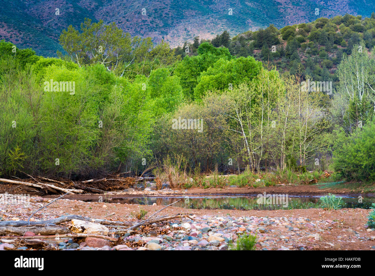 Riparian cottonwood forest hires stock photography and images Alamy