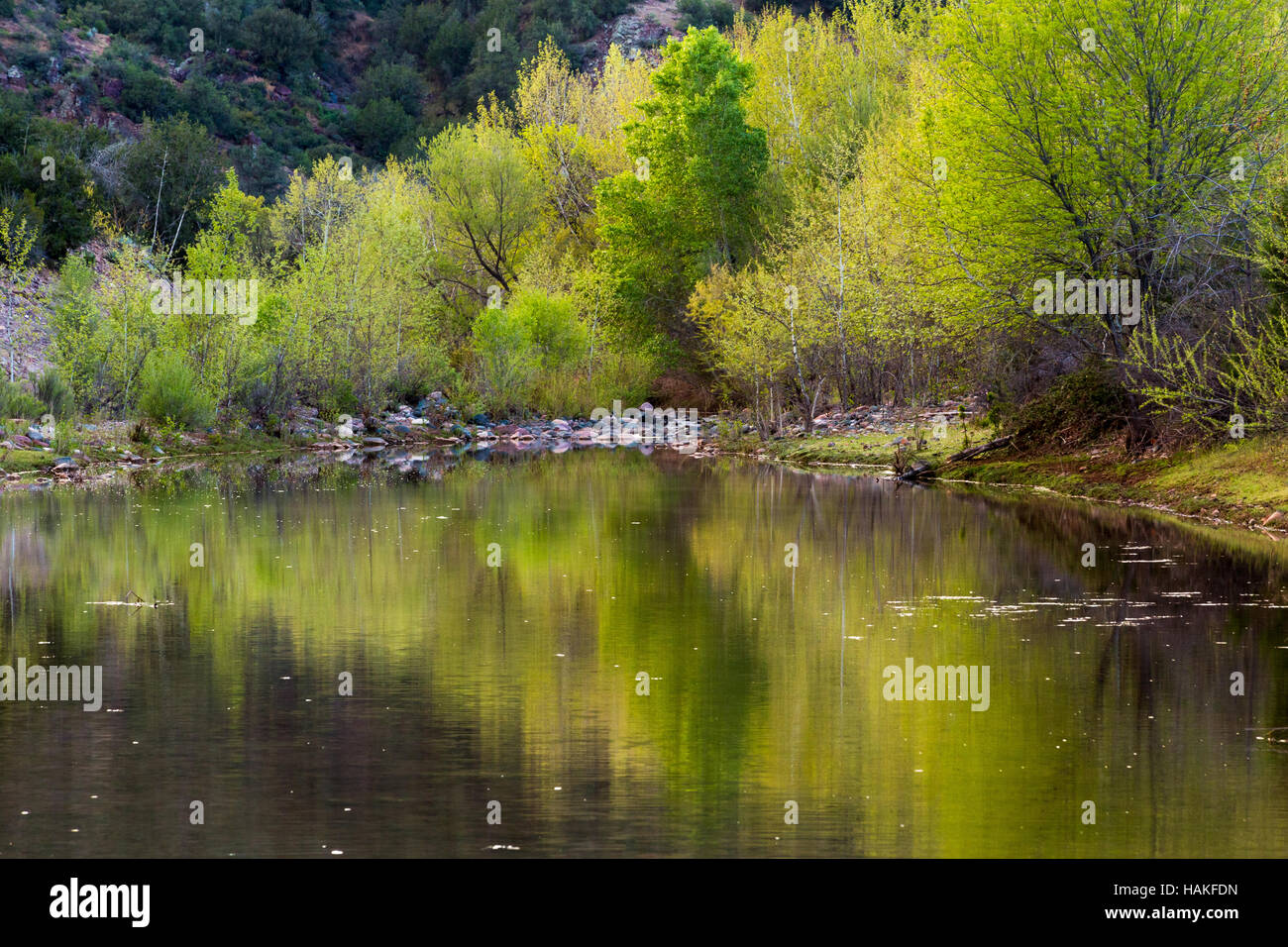 Cottonwood and sycamore trees lining the East Verde River below the