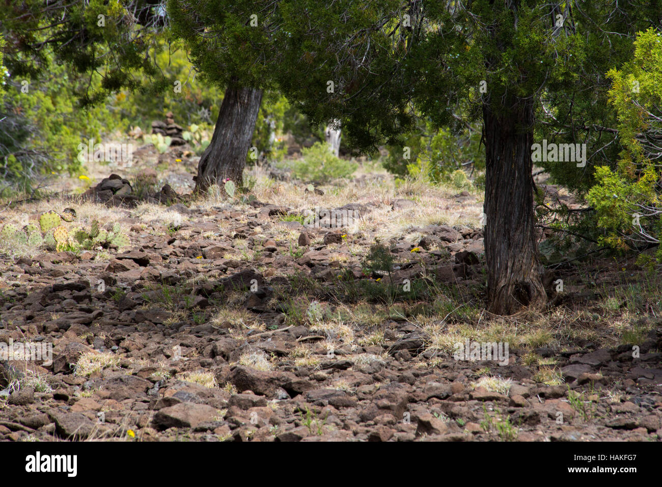Juniper trees along the Arizona Trail between Whiterock Mesa and