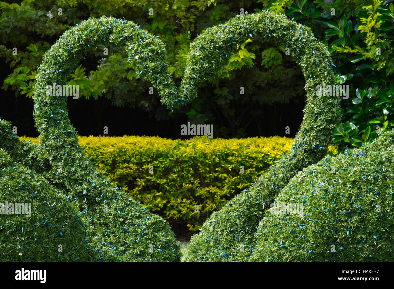 Topiary swans love heart with Christmas lights Stock Photo Alamy