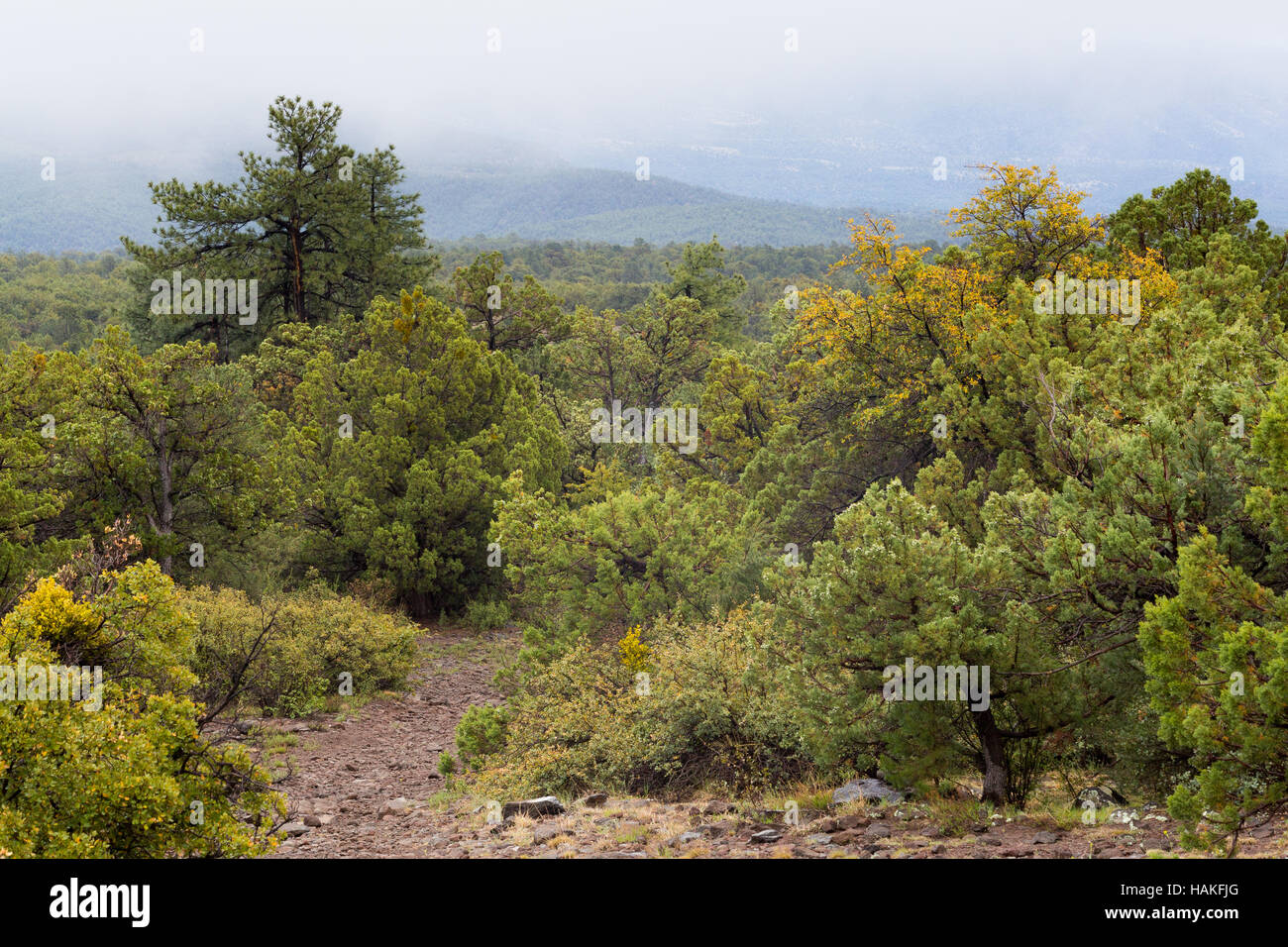 Rain showers falling on high desert trees on Hardscrabble Mesa along the Arizona Trail. Tonto National Forest, Arizona Stock Photo