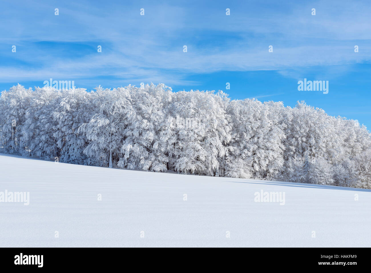 Snow Covered Hardwood Forest in Winter, Schauinsland, Black Forest, Freiburg im Breisgau, Baden-Wurttemberg, Germany Stock Photo