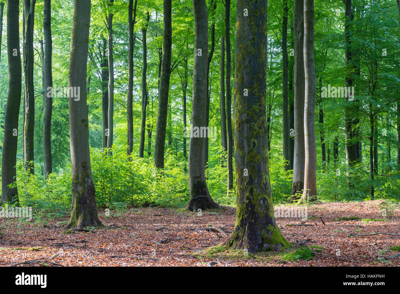 Beech Forest in Spring, Weibersbrunn, Spessart, Bavaria, Germany Stock Photo