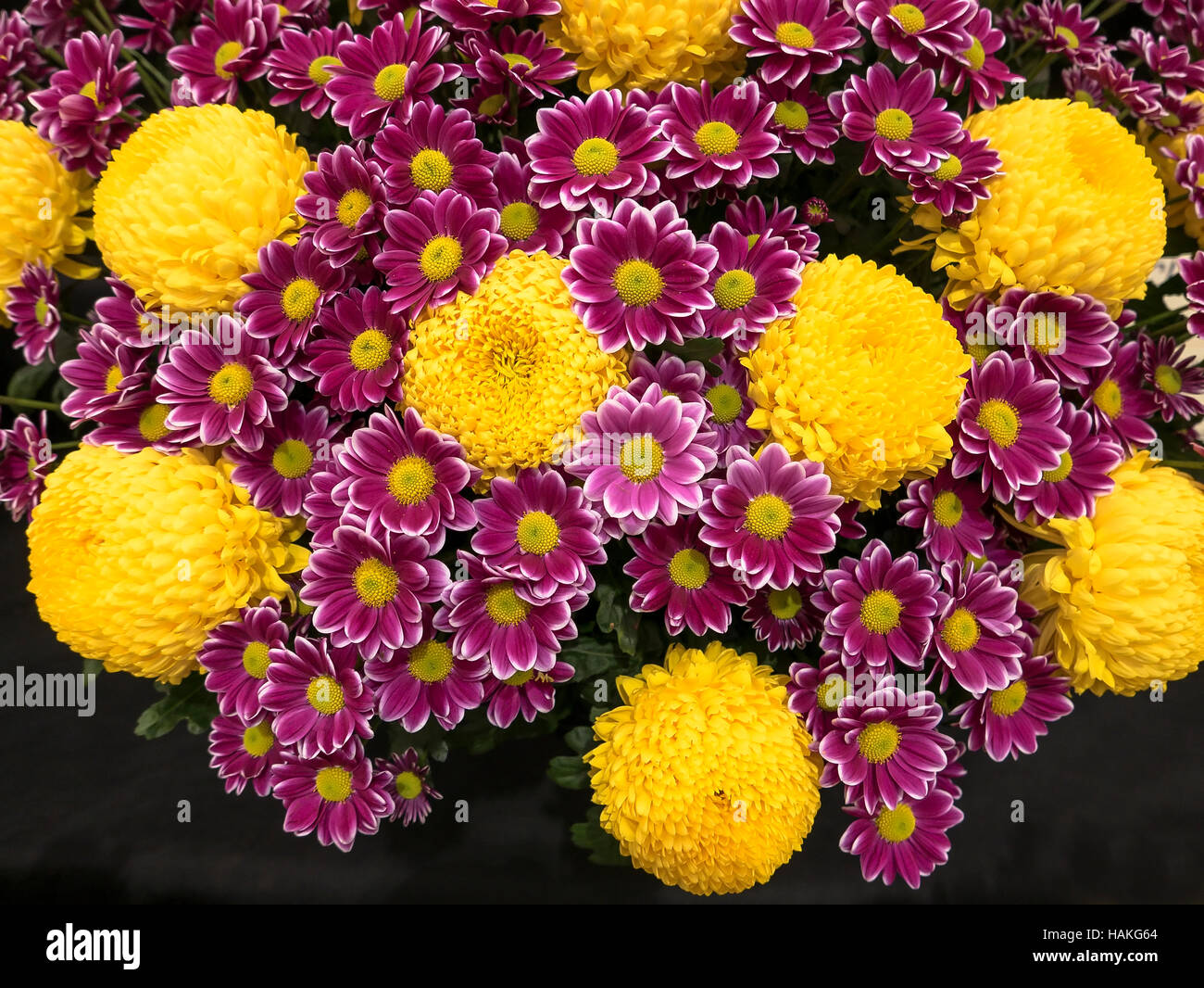 Display of cut flower chrystanthemums at a show Stock Photo